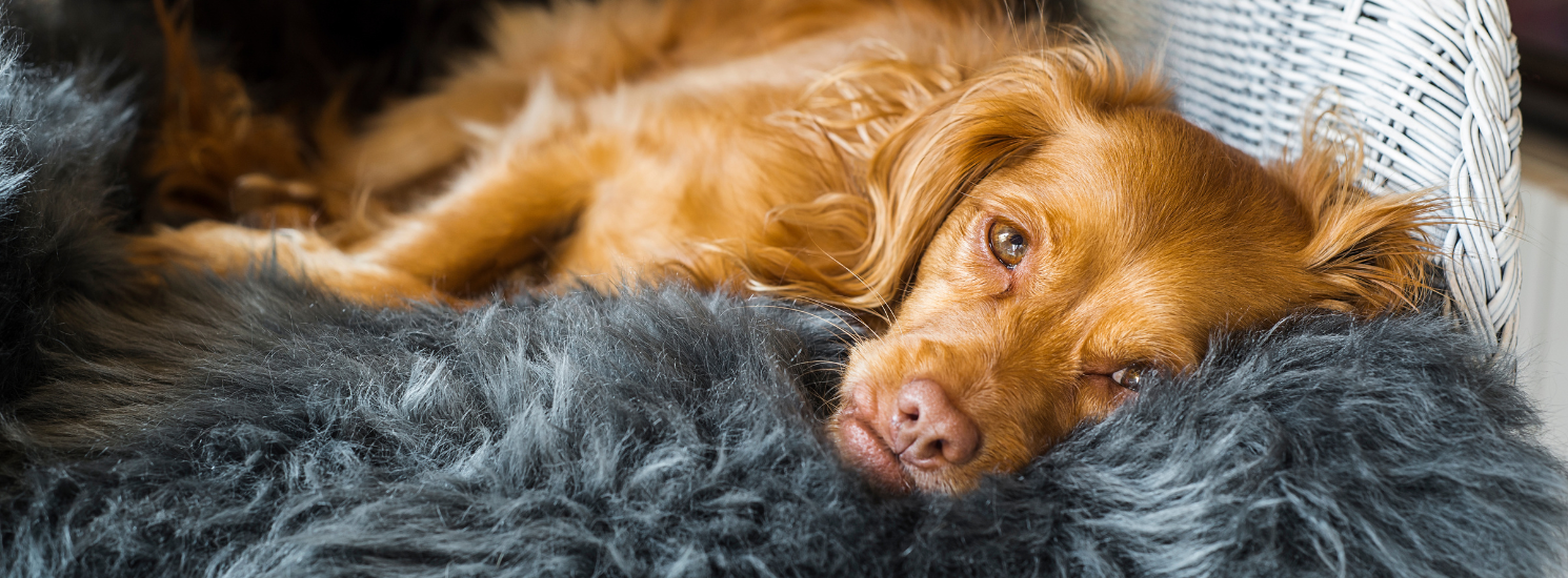 Hundefell, Schaffell für Hunde