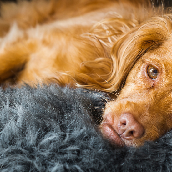 Hundefell, Schaffell für Hunde