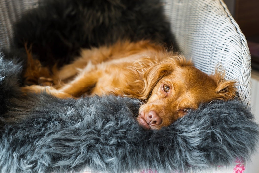 Lammfell grau für Hunde | medizinische Gerbung - Lanamed.de