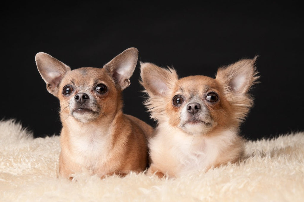 Lammfell Hundebett | großes Bio Lammfell für Hunde