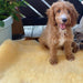 Lammfell Hundebett | großes Bio Lammfell für Hunde | 90 - 100 cm - Lanamed.de